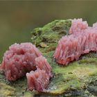 Dunkles Fadenkeulchen (Stemonitis fusca)