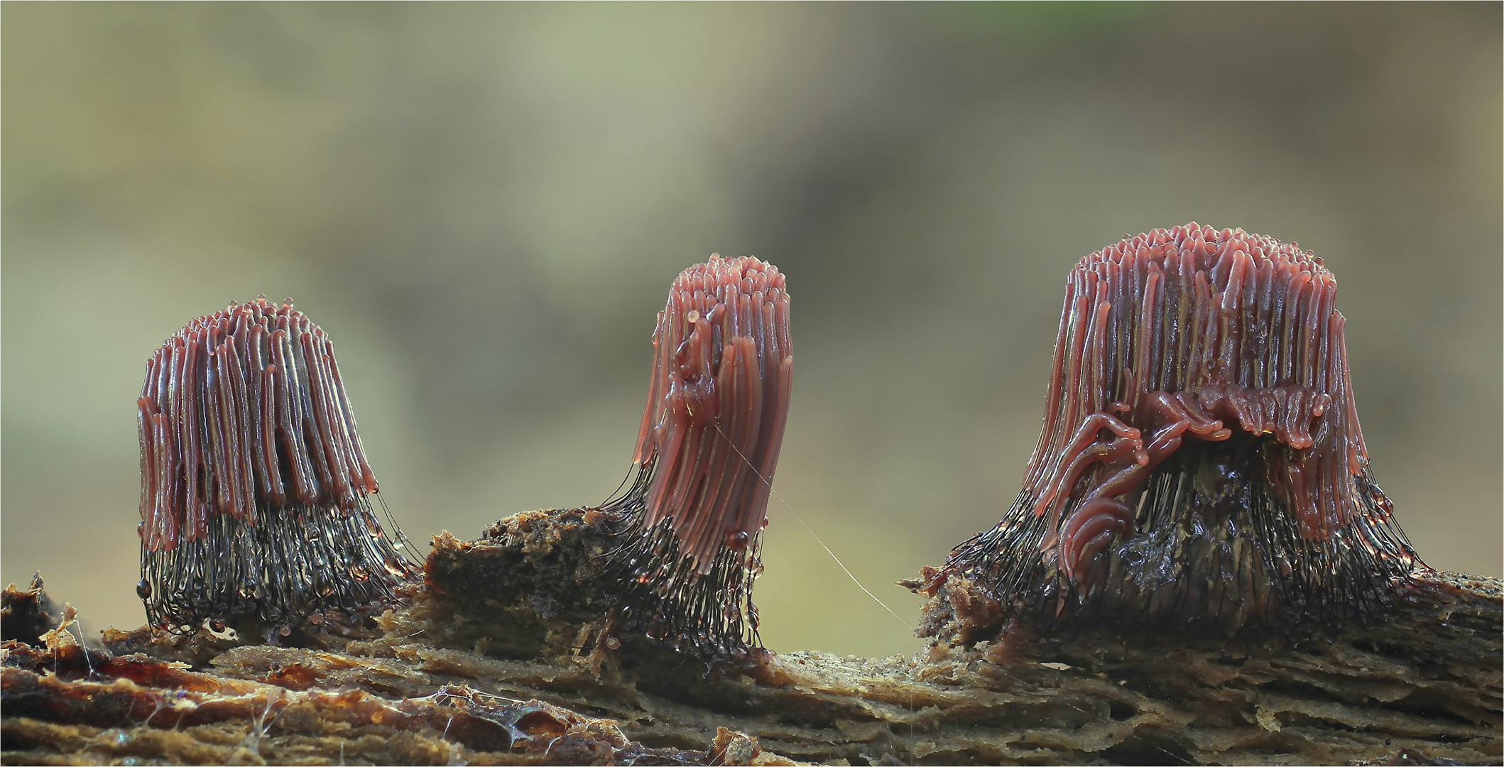 Dunkles Fadenkeulchen (Stemonitis fusca)