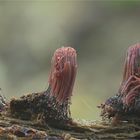 Dunkles Fadenkeulchen (Stemonitis fusca)