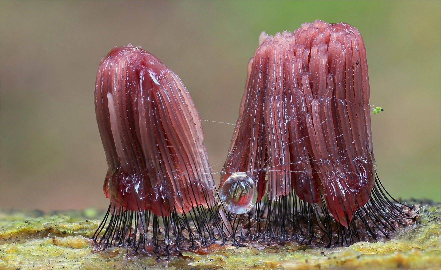 Dunkles Fadenkeulchen (Stemonitis fusca)