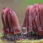 Dunkles Fadenkeulchen (Stemonitis fusca)