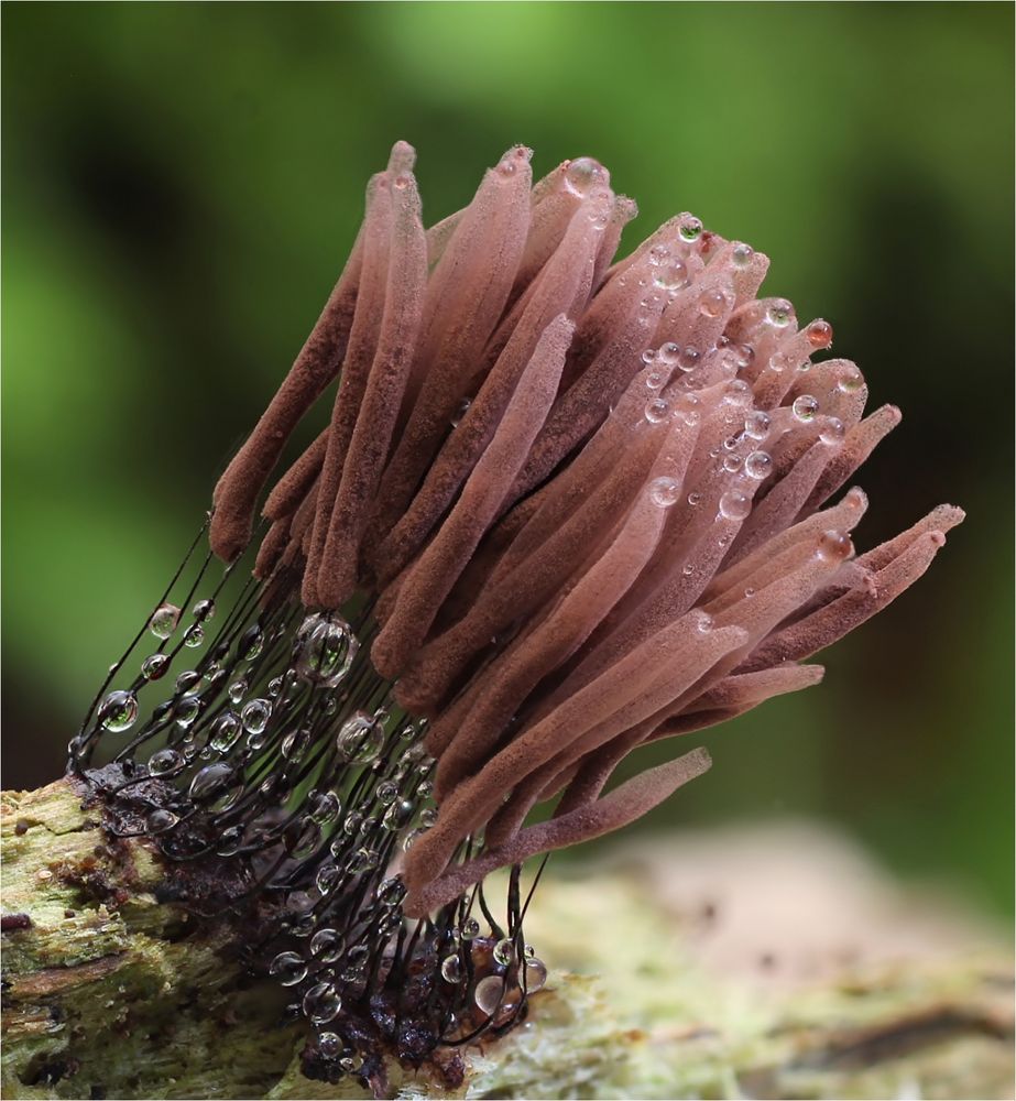 Dunkles Fadenkeulchen (Stemonitis fusca)