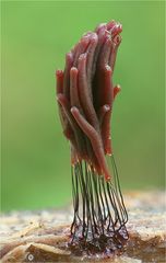 Dunkles Fadenkeulchen (Stemonitis fusca)