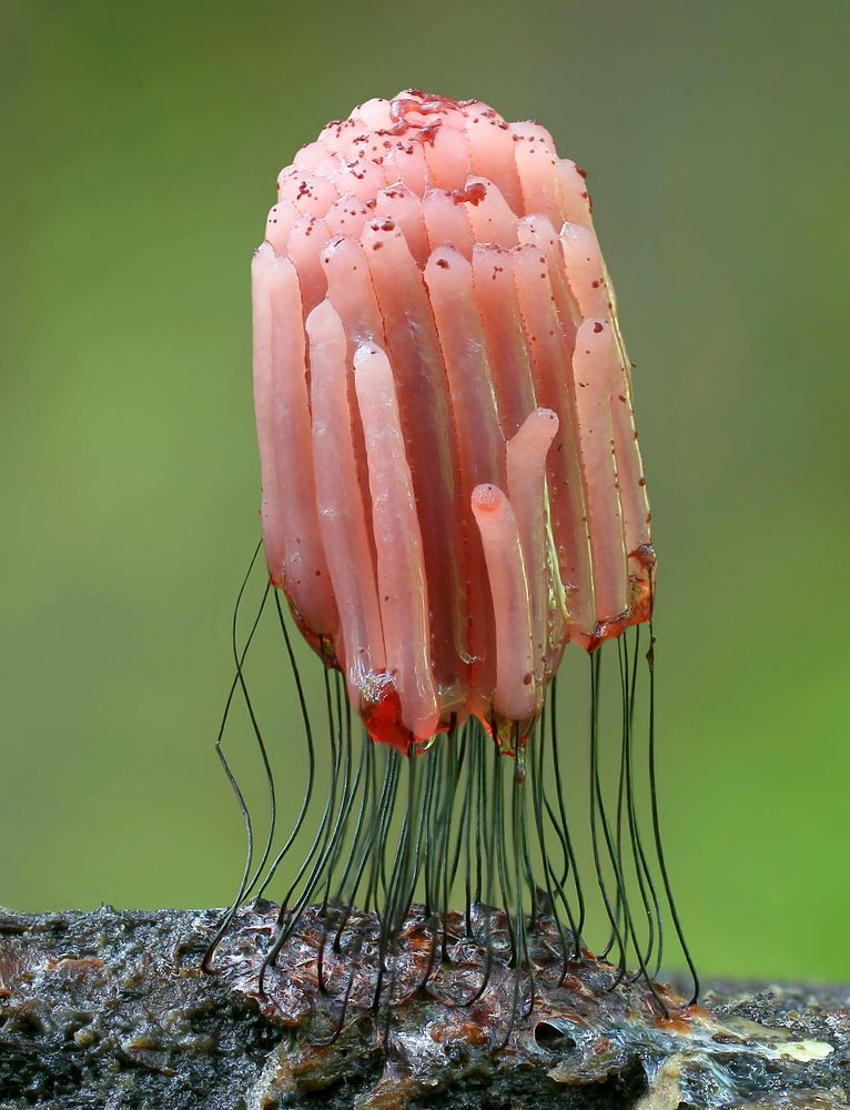 Dunkles Fadenkeulchen (Stemonitis fusca)