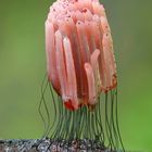 Dunkles Fadenkeulchen (Stemonitis fusca)