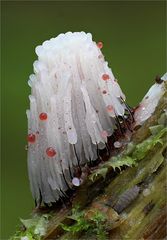 Dunkles Fadenkeulchen (Stemonitis fusca)