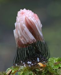 Dunkles Fadenkeulchen (Stemonitis fusca )