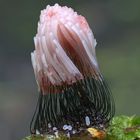 Dunkles Fadenkeulchen (Stemonitis fusca )