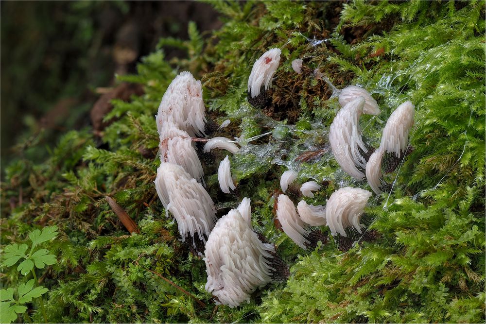 Dunkles Fadenkeulchen (Stemonitis fusca)