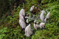 Dunkles Fadenkeulchen (Stemonitis fusca)