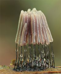 Dunkles Fadenkeulchen (Stemonitis fusca)