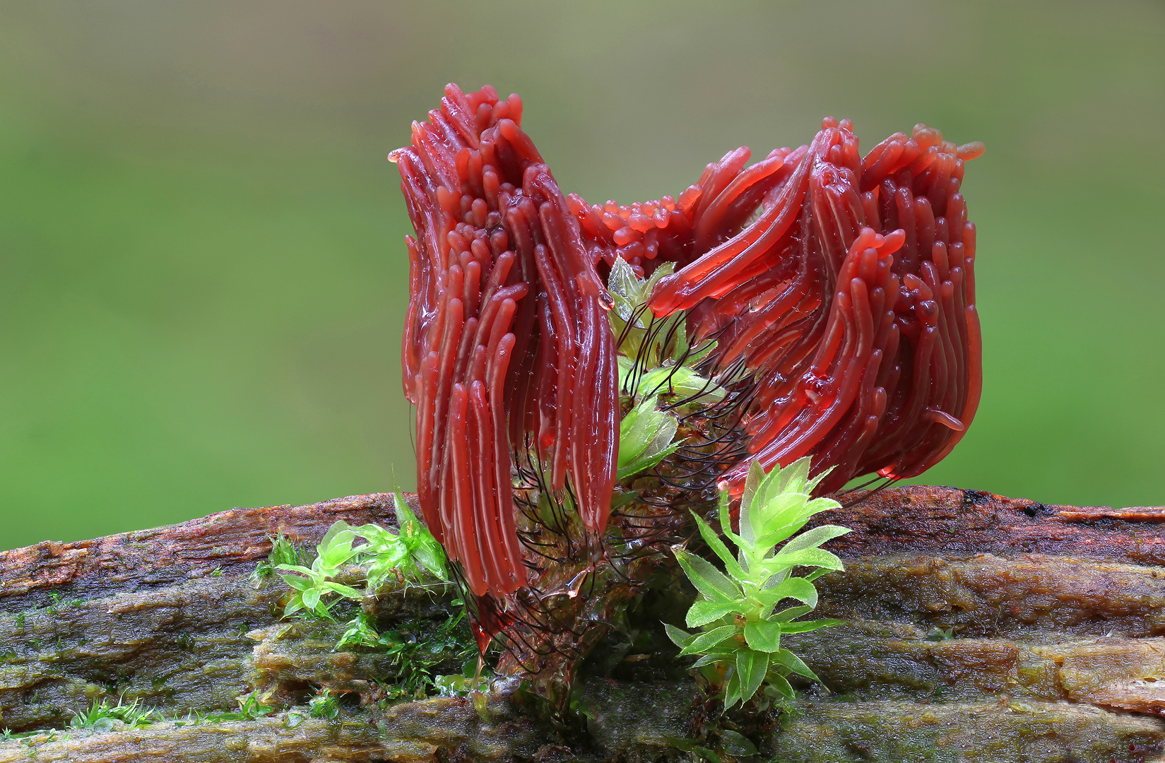 Dunkles Fadenkeulchen (Stemonitis fusca )