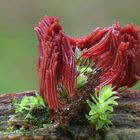 Dunkles Fadenkeulchen (Stemonitis fusca )