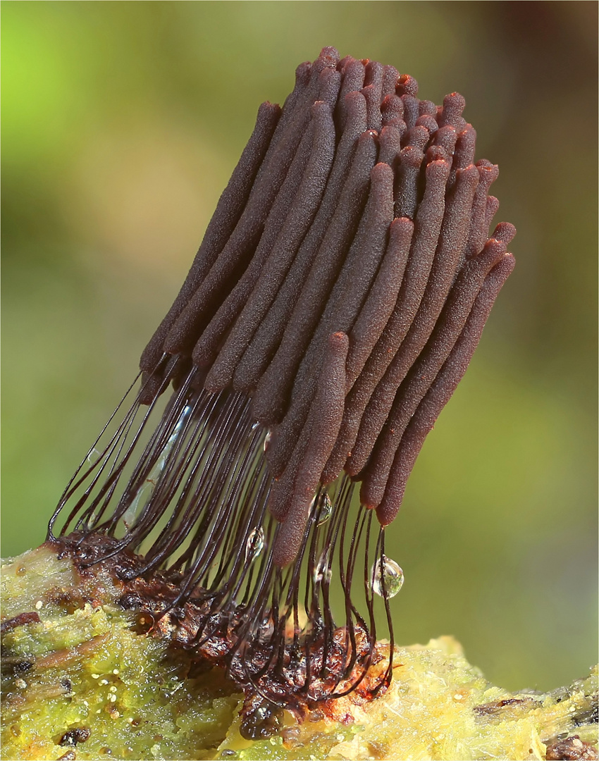 Dunkles Fadenkeulchen (Stemonitis fusca)