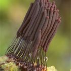 Dunkles Fadenkeulchen (Stemonitis fusca)