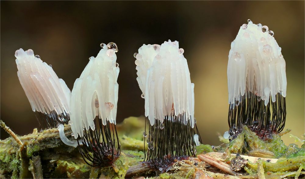Dunkles Fadenkeulchen (Stemonitis fusca)