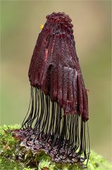 Dunkles Fadenkeulchen (Stemonitis fusca)