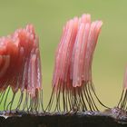 Dunkles Fadenkeulchen (Stemonitis fusca)