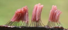 Dunkles Fadenkeulchen (Stemonitis fusca)