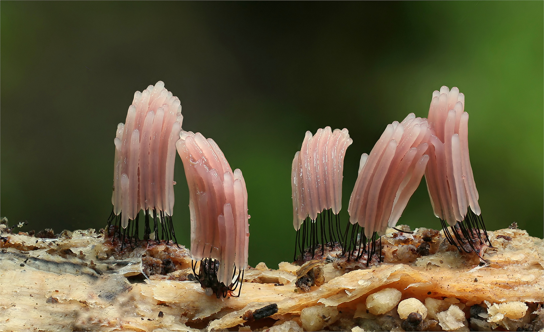 Dunkles Fadenkeulchen (Stemonitis fusca)