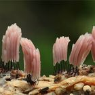 Dunkles Fadenkeulchen (Stemonitis fusca)