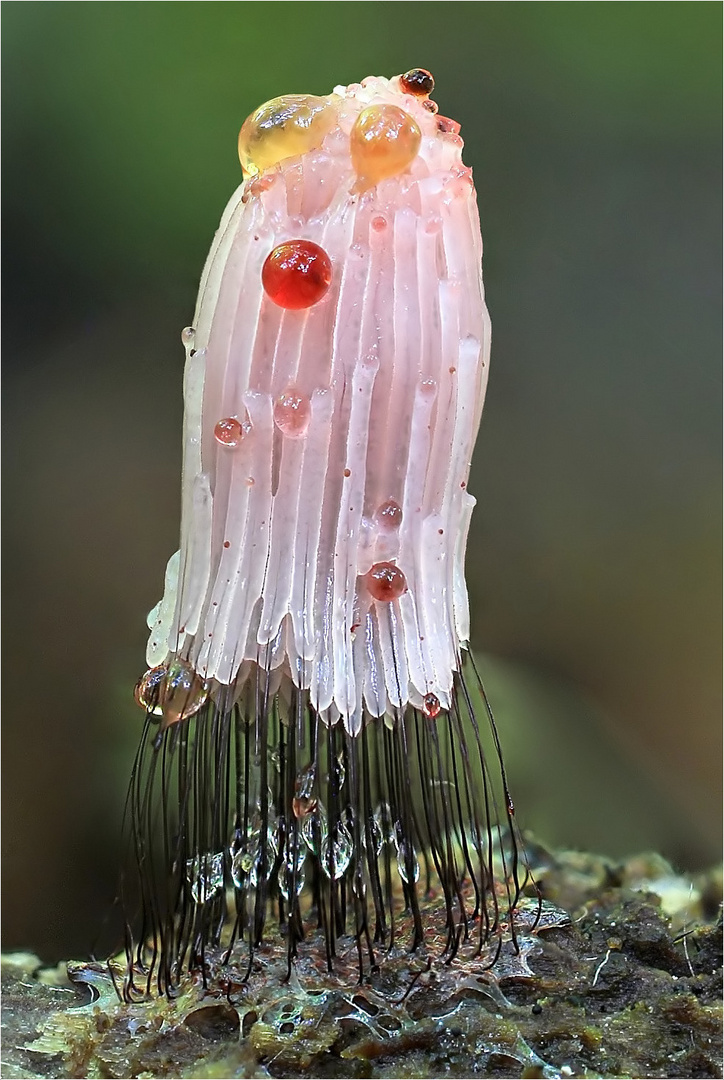 Dunkles Fadenkeulchen (Stemonitis fusca)