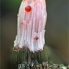 Dunkles Fadenkeulchen (Stemonitis fusca)