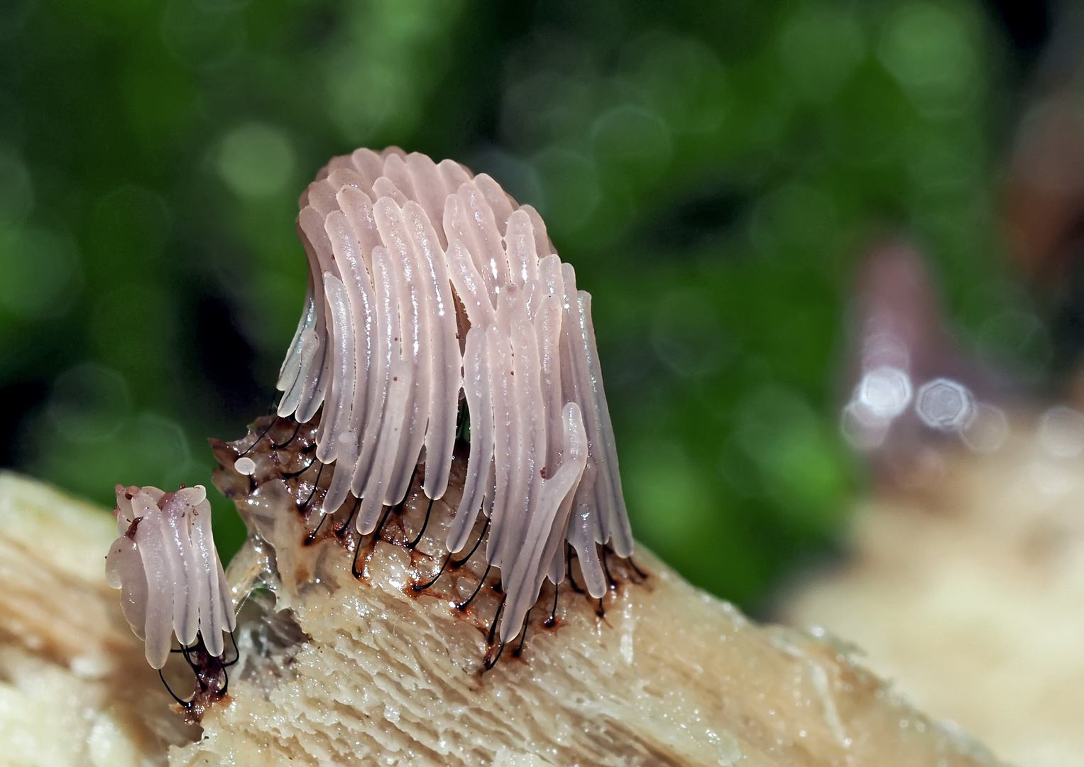 Dunkles Fadenkeulchen (Stemonitis fusca) * - Stémonite brun foncé. 