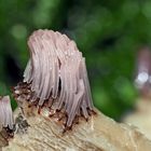 Dunkles Fadenkeulchen (Stemonitis fusca) * - Stémonite brun foncé. 