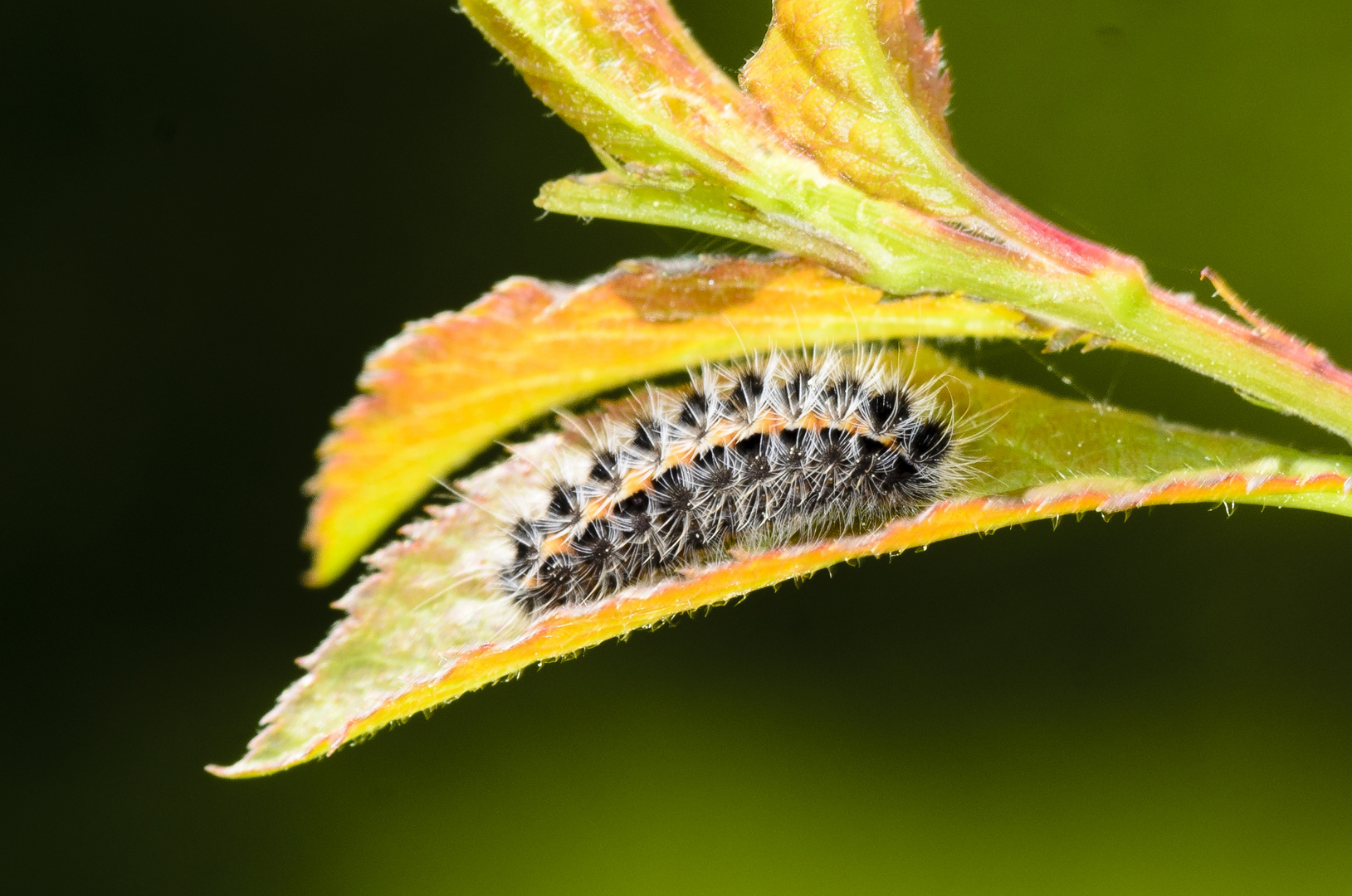 Dunkles Grünwidderchen (Rhagades pruni)