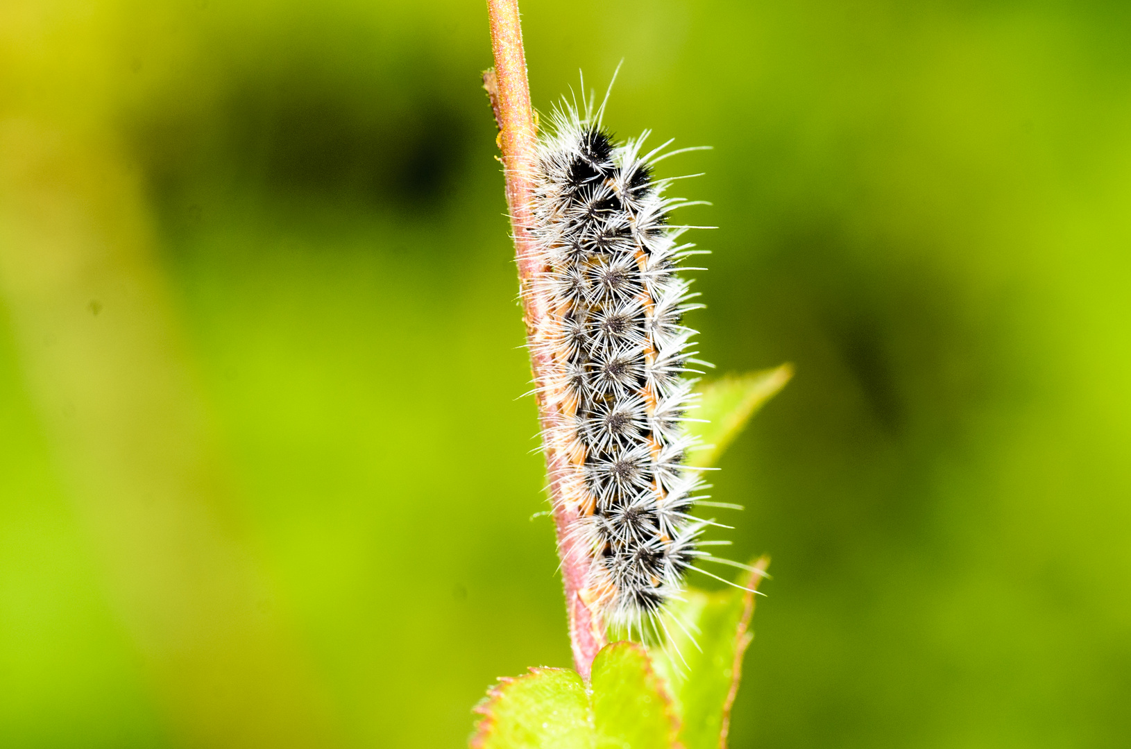 Dunkles Grünwidderchen (Rhagades pruni)