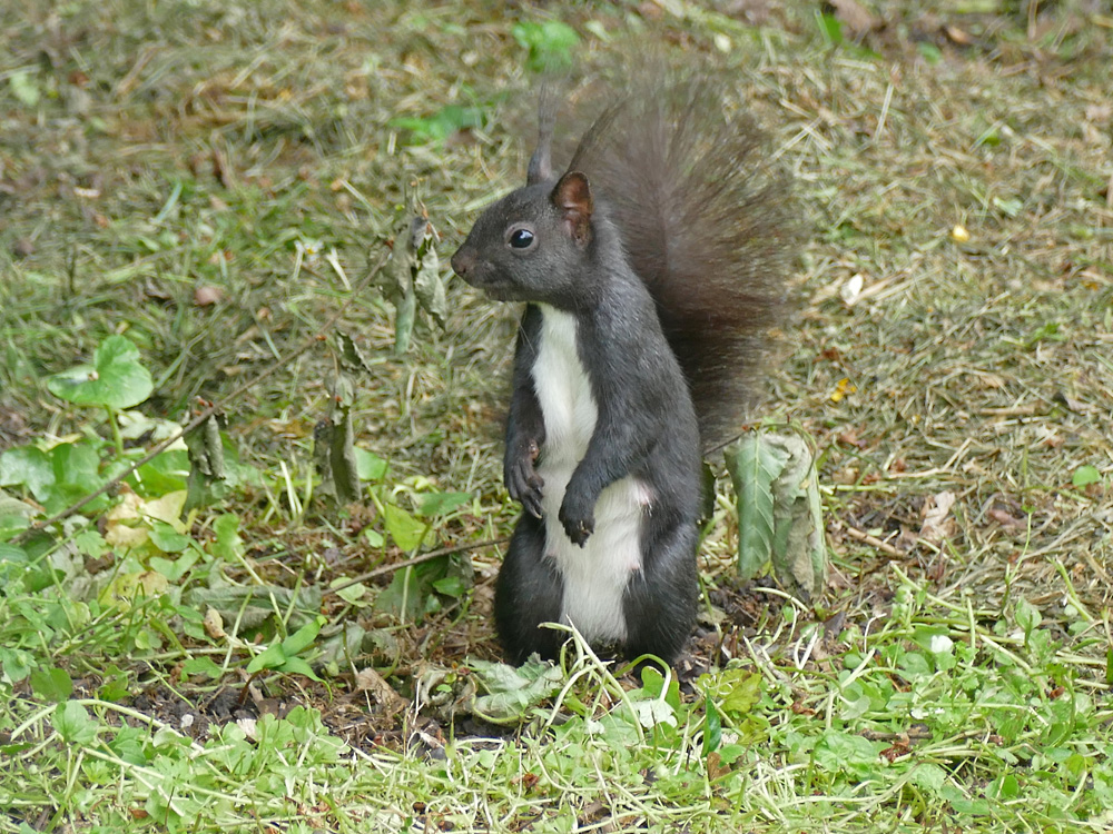 Dunkles Hörnchen