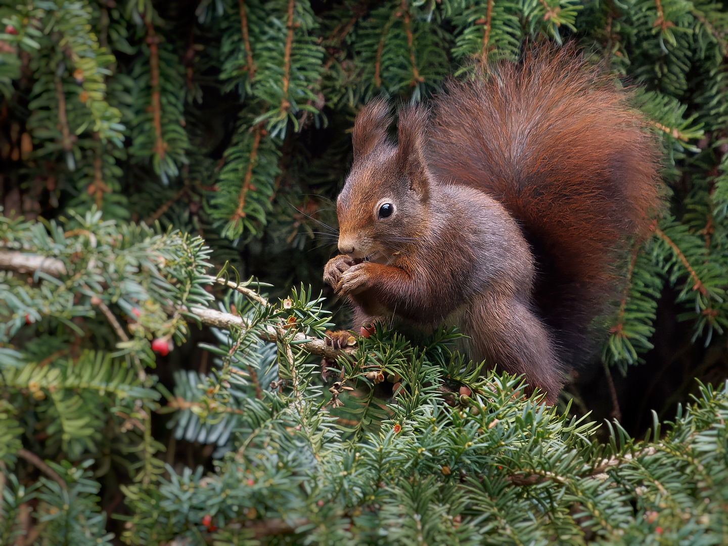 Dunkles Hörnchen