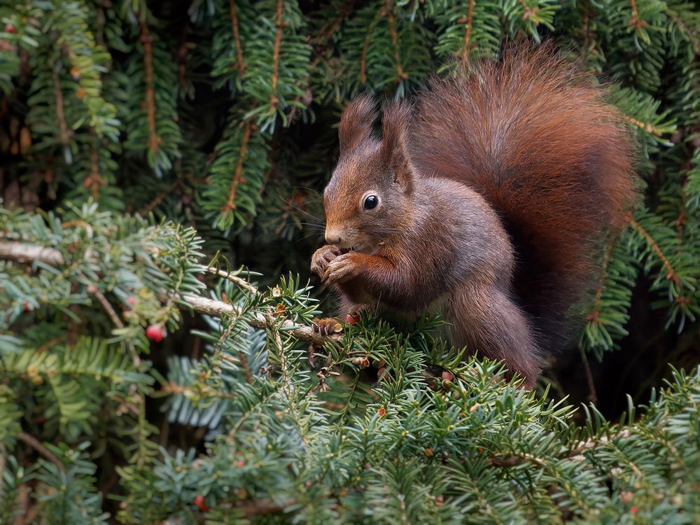 Dunkles Hörnchen