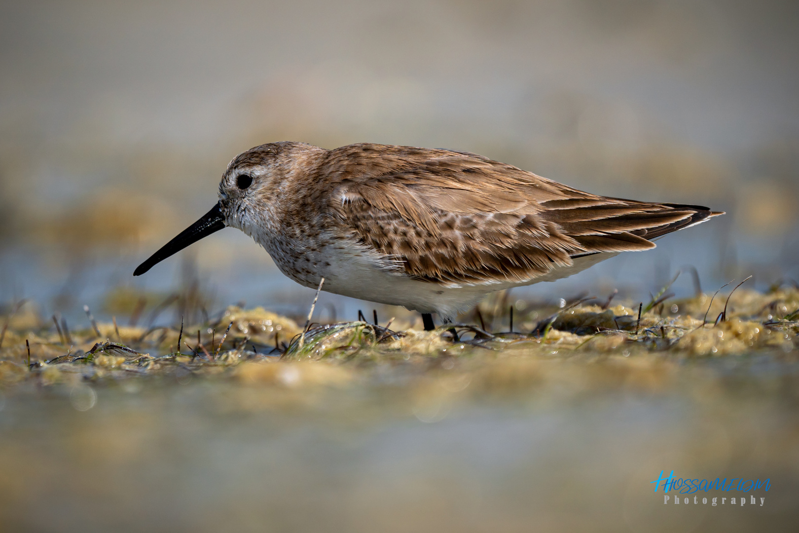 Dunlin