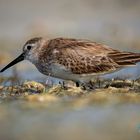 Dunlin