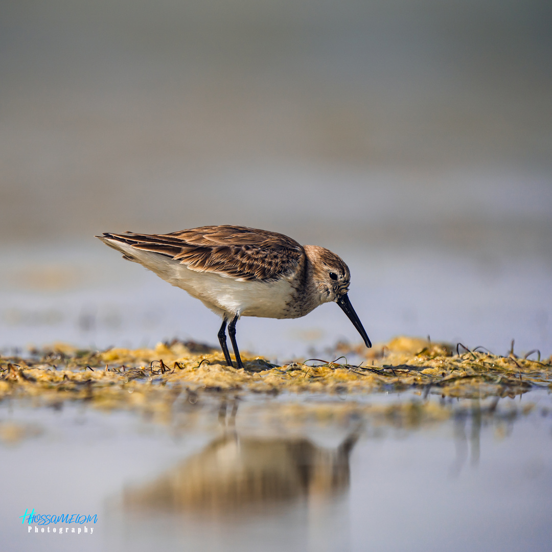 Dunlin