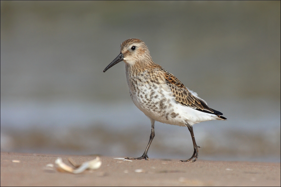 Dunlin