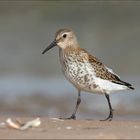 Dunlin