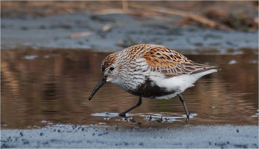 Dunlin