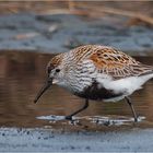 Dunlin