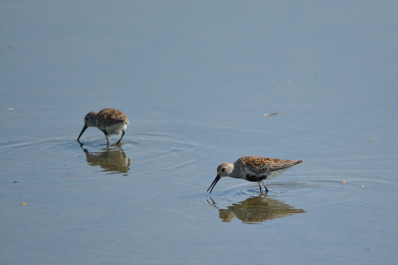 Dunlin