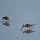 Dunlin