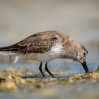 Dunlin