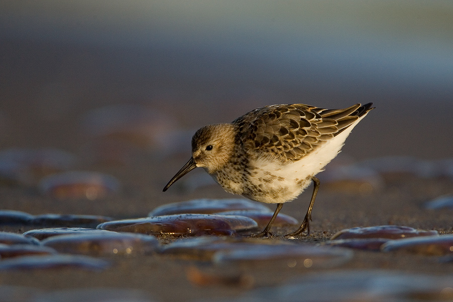 Dunlin and jellyfishs