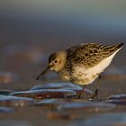 Dunlin and jellyfishs