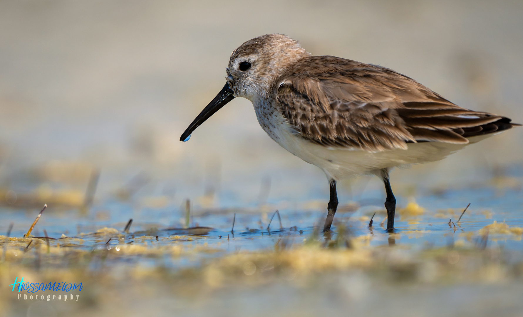 Dunlin