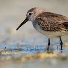 Dunlin