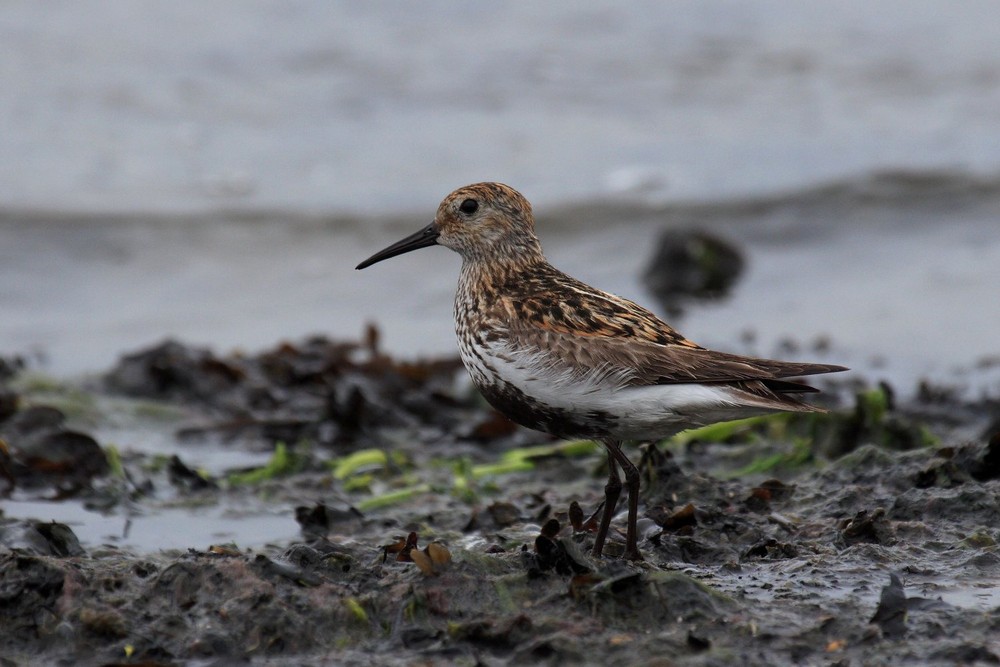 Dunlin