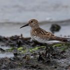 Dunlin